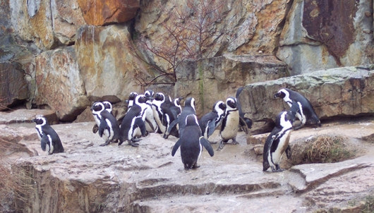 Ein Trupp Pinguine
