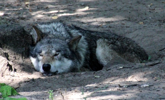 Schlafender Wolf