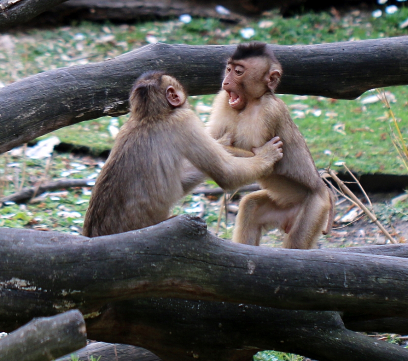 Zwei Affen streiten sich
