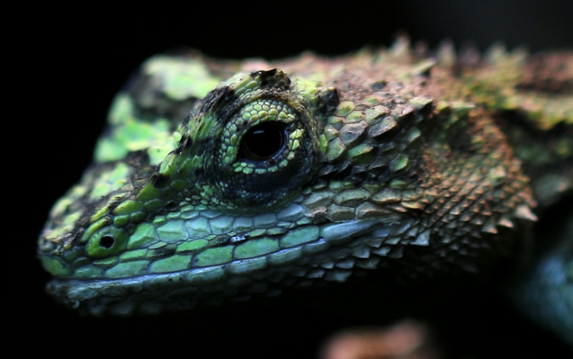 Grüner Gecko
