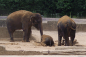 Drei Elefanten im Zoo Hannover