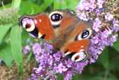 Ein Schmetterling mit dem schoenen Namen Pfauenauge