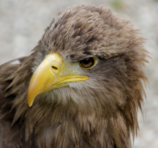 Adler in der Schrägansicht