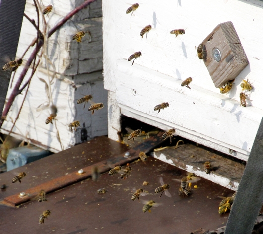Bienen machen Honig