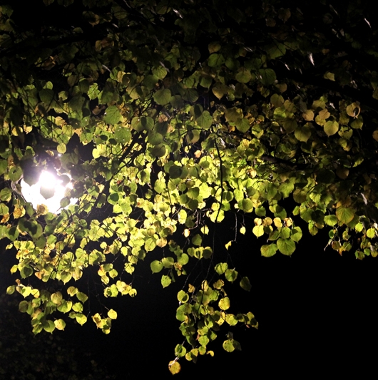 Blätter im Lichtschein