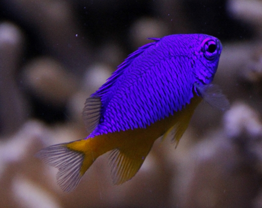 Blau-gelber Fisch