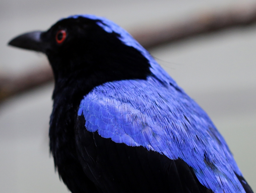 Blau schwarzer Vogel