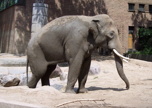 Schmutziger Elefant