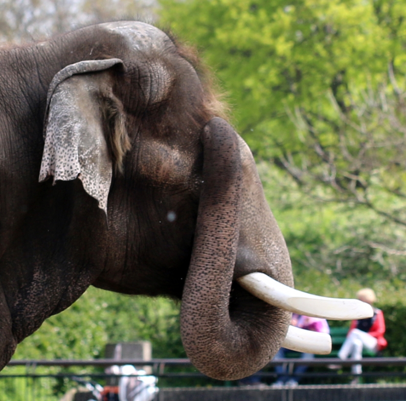 Elefant will nicht fotografiert werden