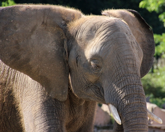 Junger Elenfant mit stehenden Ohren