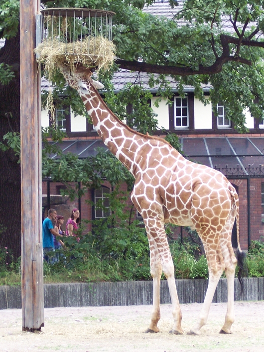 Giraffe frisst Strohballen