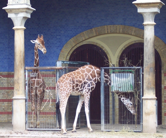 Giraffen im Gehege