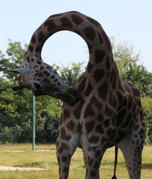 Giraffe mit o im Hals