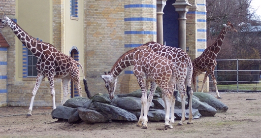Junge Giraffen