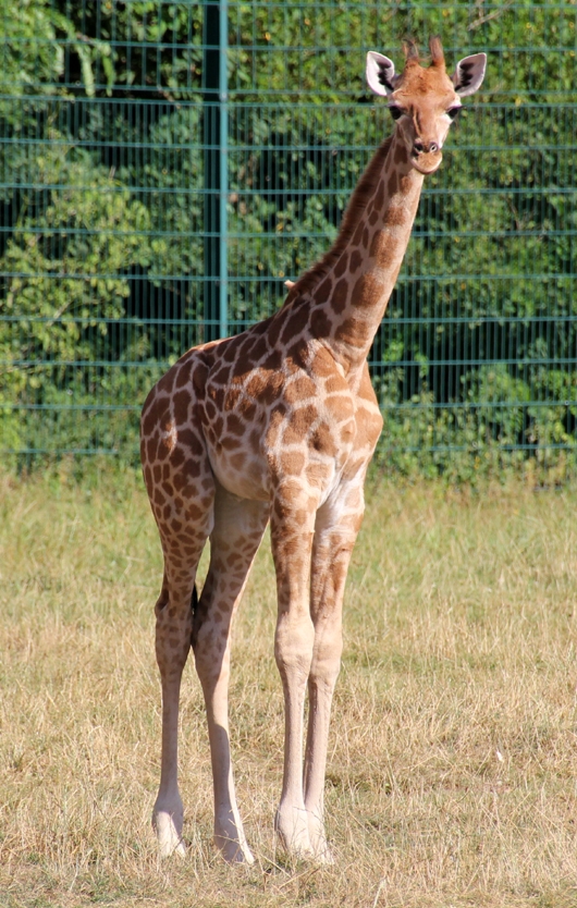 Giraffen gibt es auch in klein