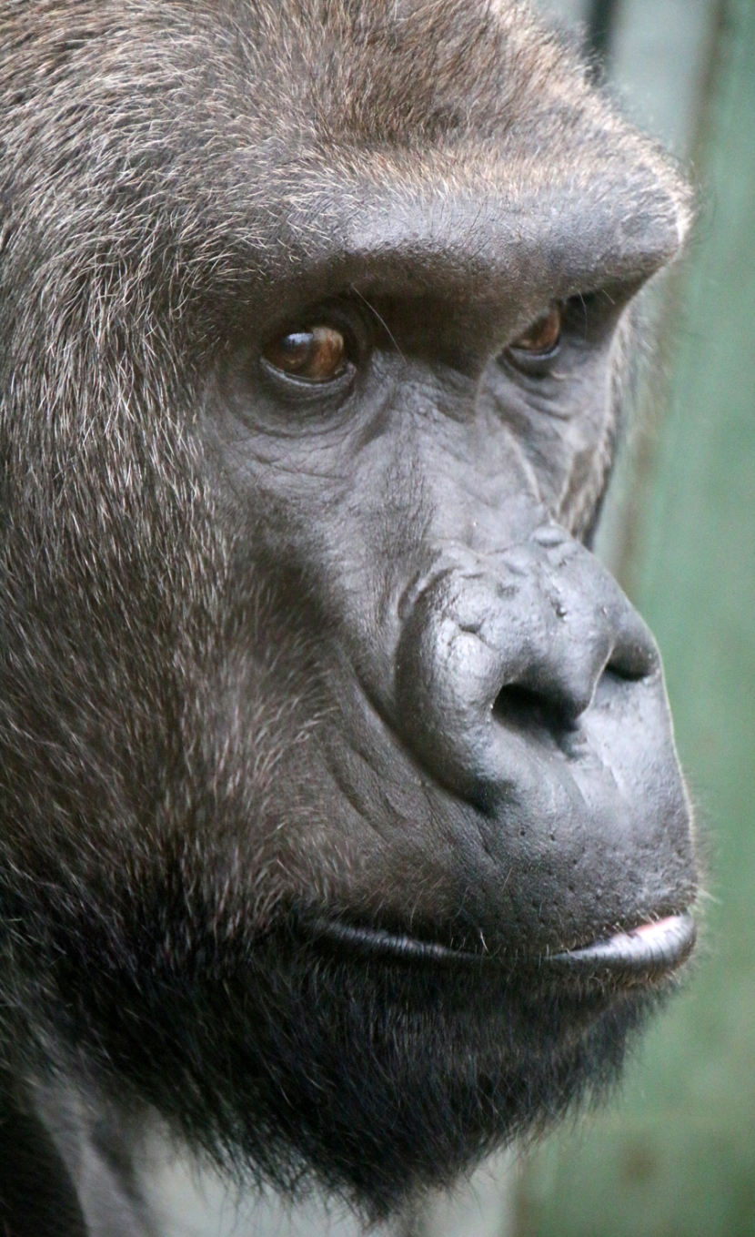 Kopf eines Gorillas