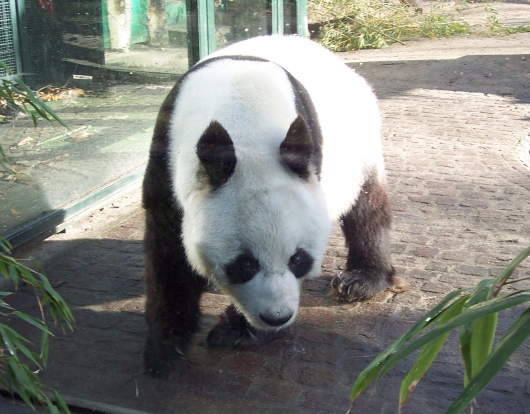 Grosser Panda
