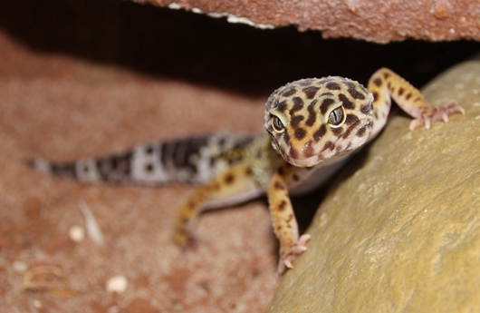 Leopardengecko 1