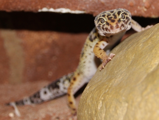 Leopardengecko 2