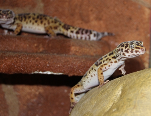 Leopardengecko 3