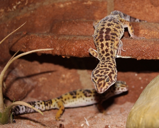 Leopardengecko 5