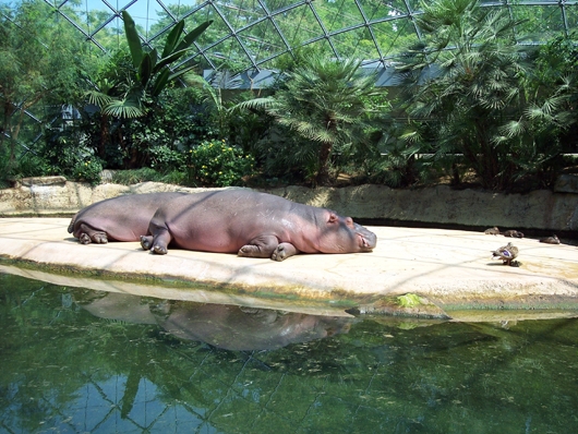 Mittagspause bei den Hippos
