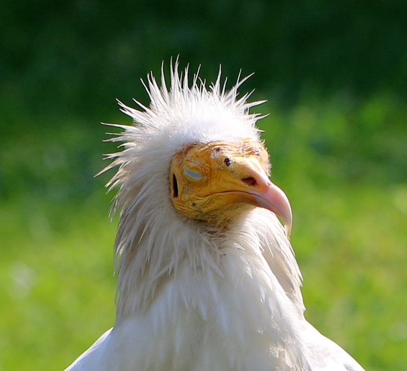 Punker Vogel