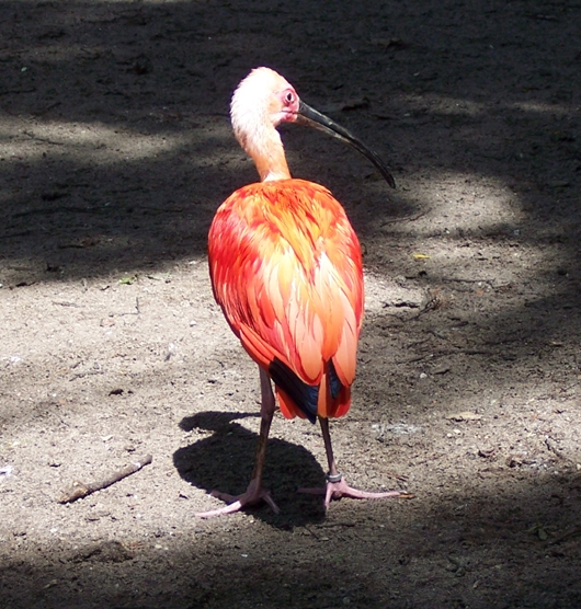Roter Vogel mit langem Schnabel
