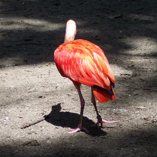 Roter Vogel