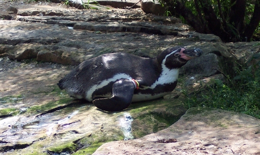 Rutschender Pinguin