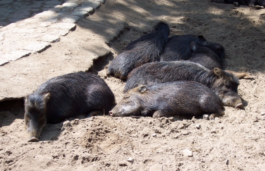Schlafende Wildschweine
