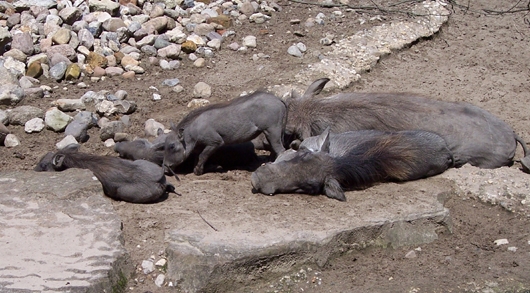 Schlafende Warzenschweine