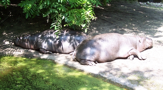 Im Schatten schlafende Hippos