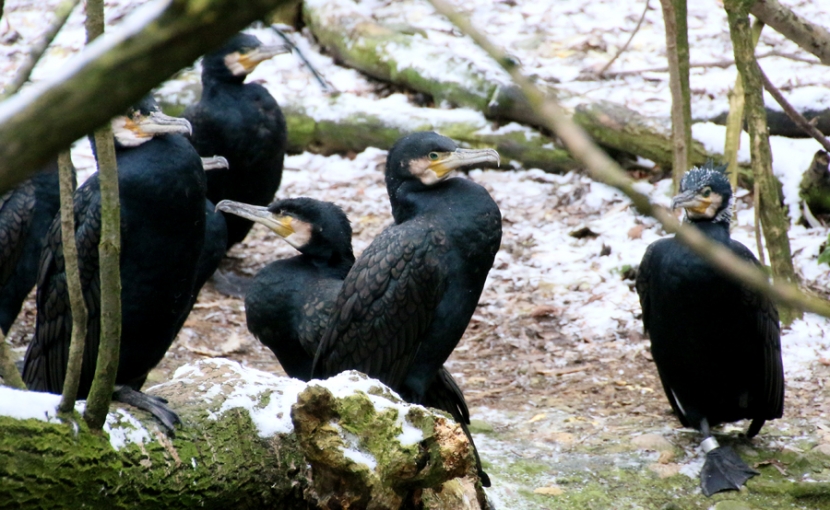 Schwarze Vögel