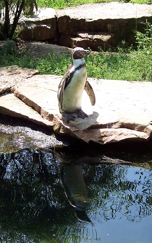 Sich spiegelnder Pinguin