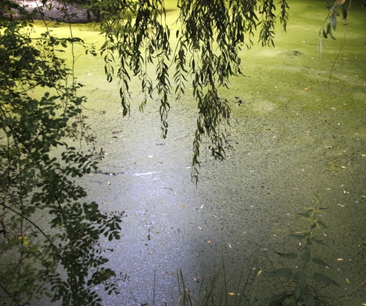See mit Wasserlinsen zu einer Wiese überzogen