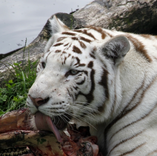 Weisser Tiger beim Fressen