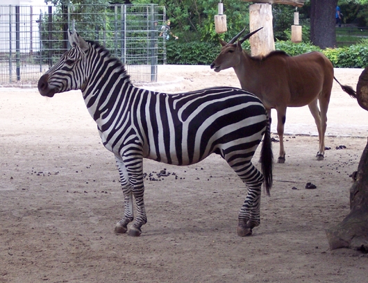 Zebra mit Streifen