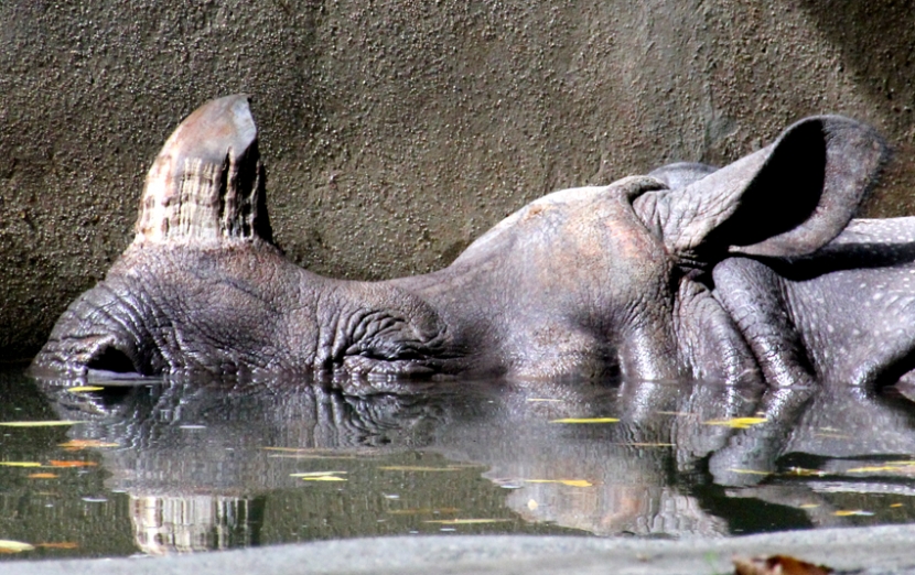 Im Wasser schlafendes Nashorn