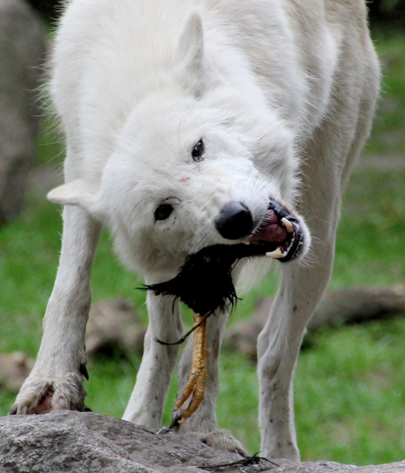 Wolf beim Fressen