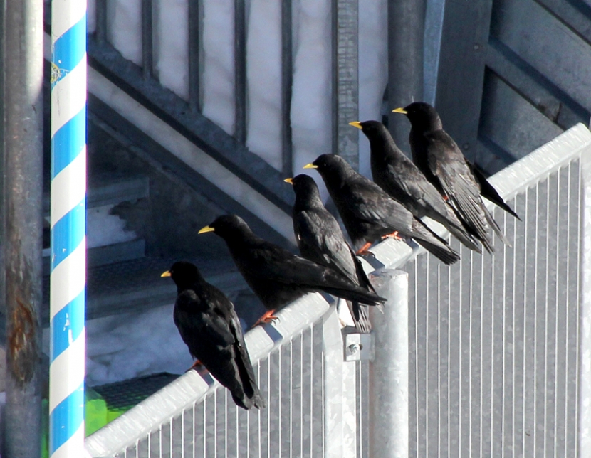 Vögel auf der Zugspitze
