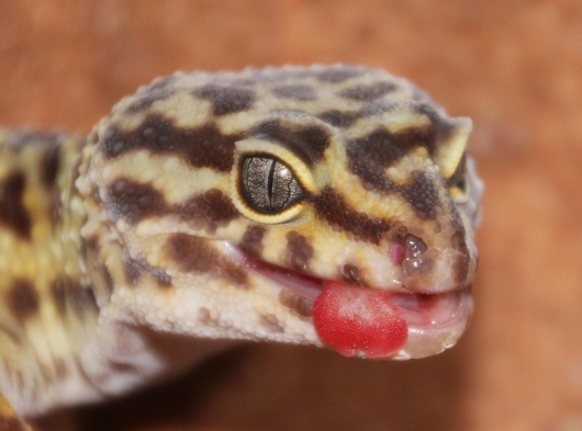 Leopardengecko zeigt Zunge