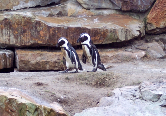 Zwei Pinguine