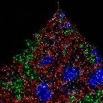 Bunter Weihnachtsbaum