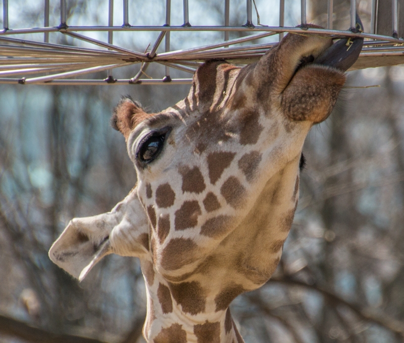 Hansestadt Hamburg