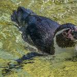 Pinguin beim Schwimmen