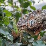 Leguan in der Krokodilhalle
