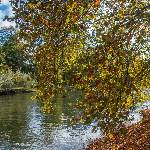 Baum am Wasser