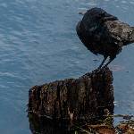 Krähe am Wasser
