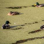 Enten in der Entengrütze